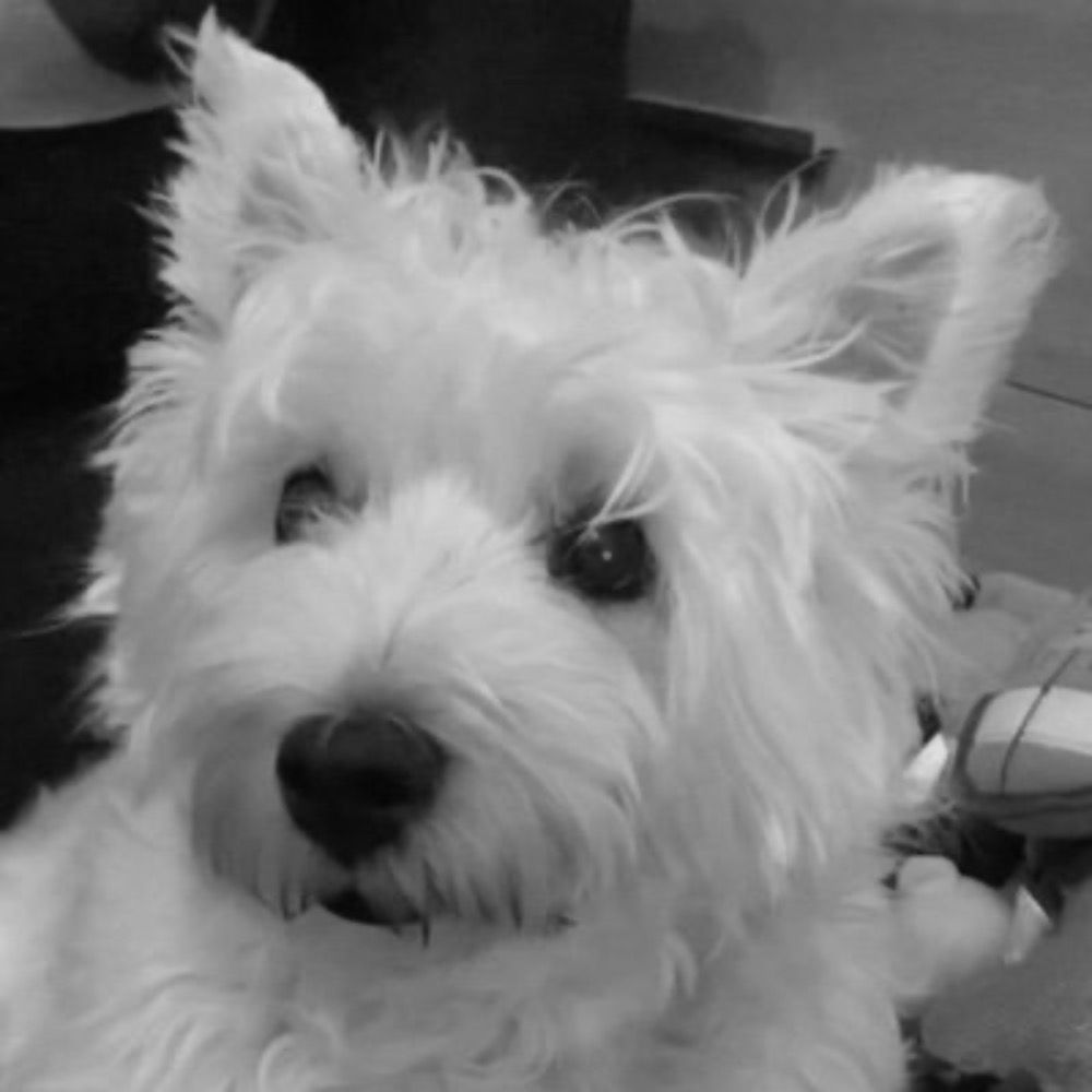 Bonnie da Westie's avatar