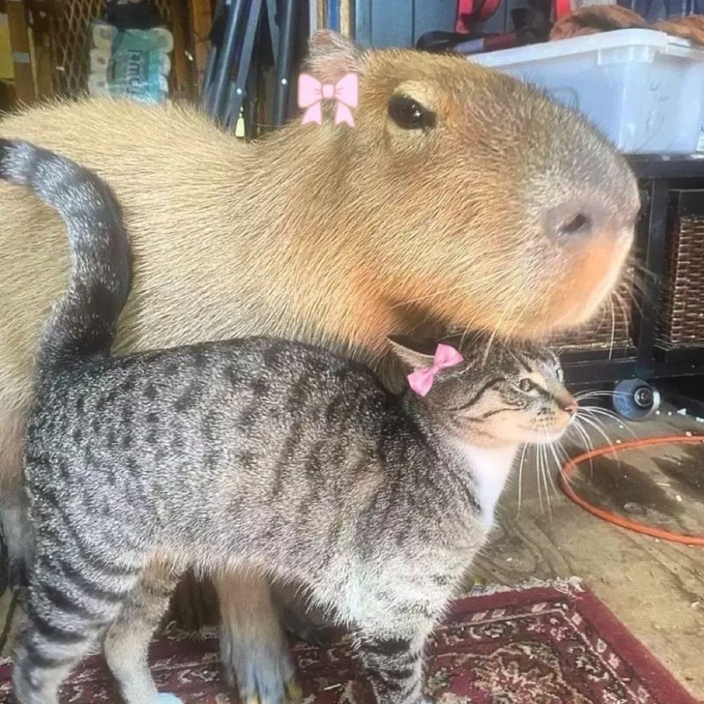 Giz
