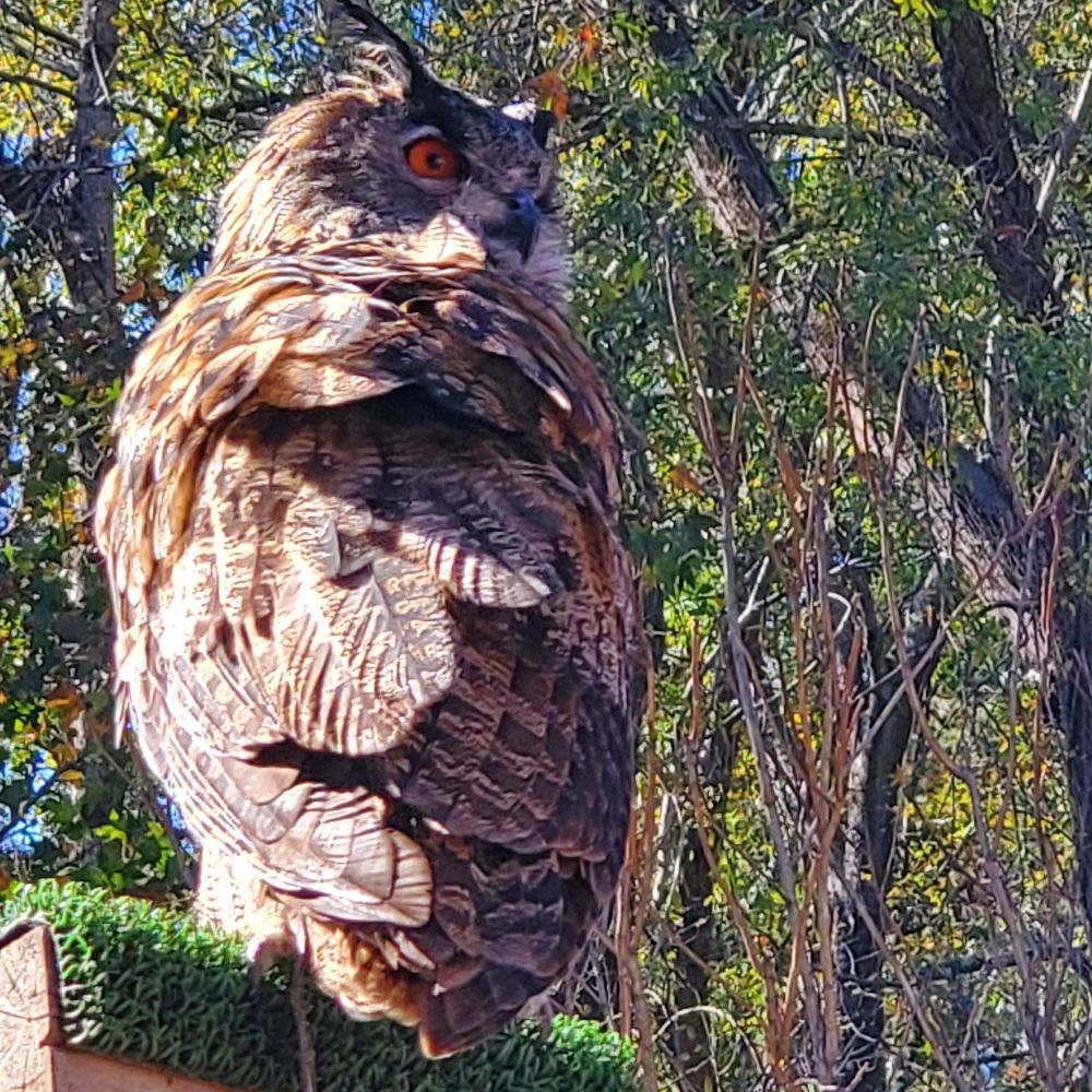 cellozach.bsky.social