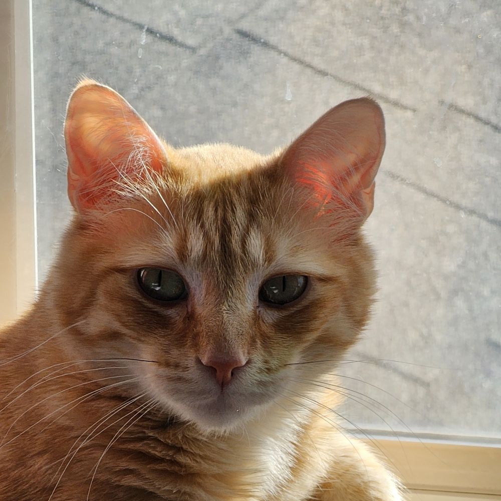 Your Neighbors Cat
