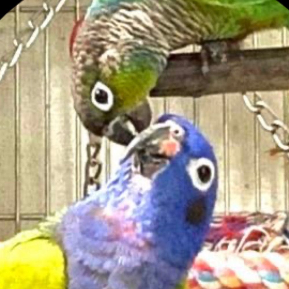 ルル🦜（インコのお世話係）