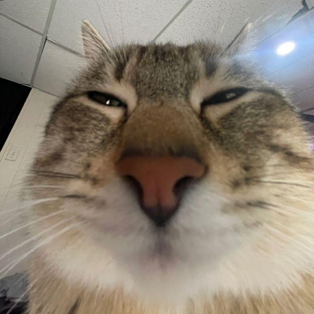 paiN Alluz