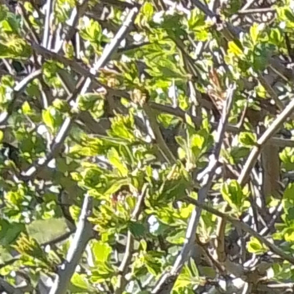 Sol