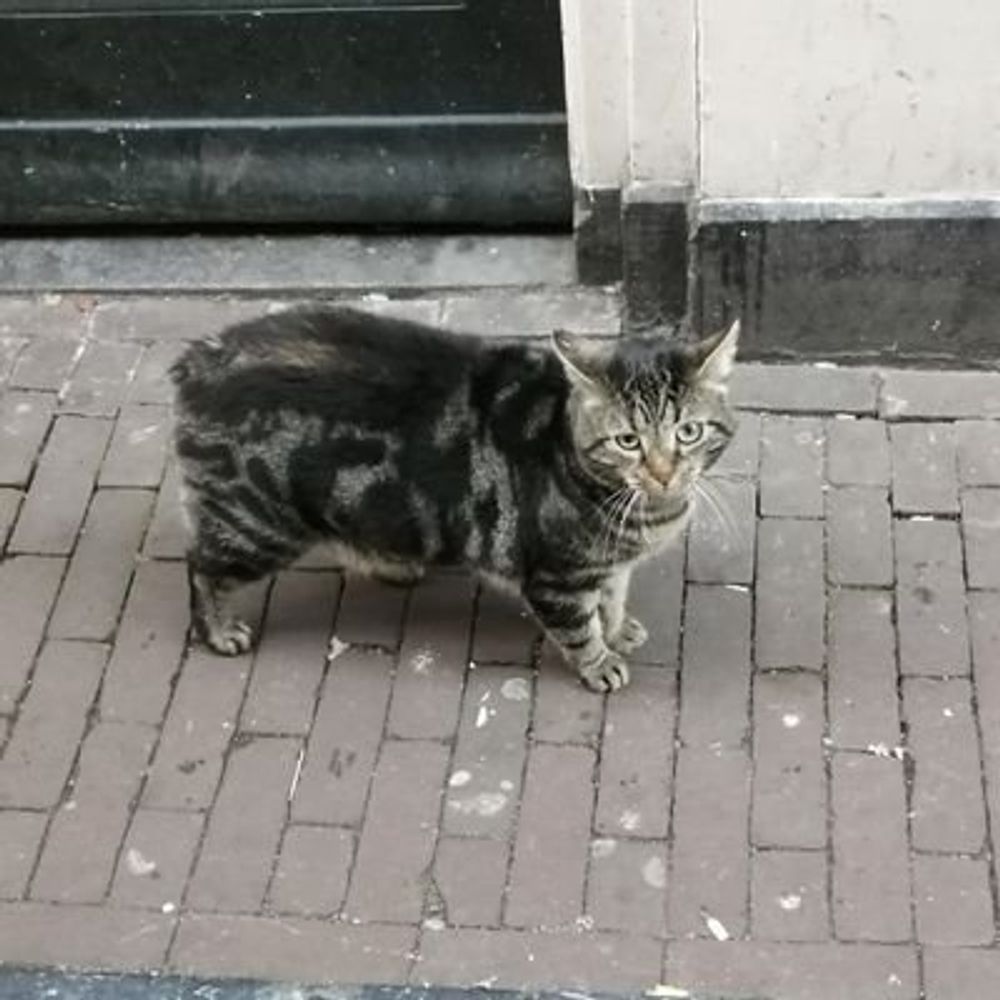 だらけめ