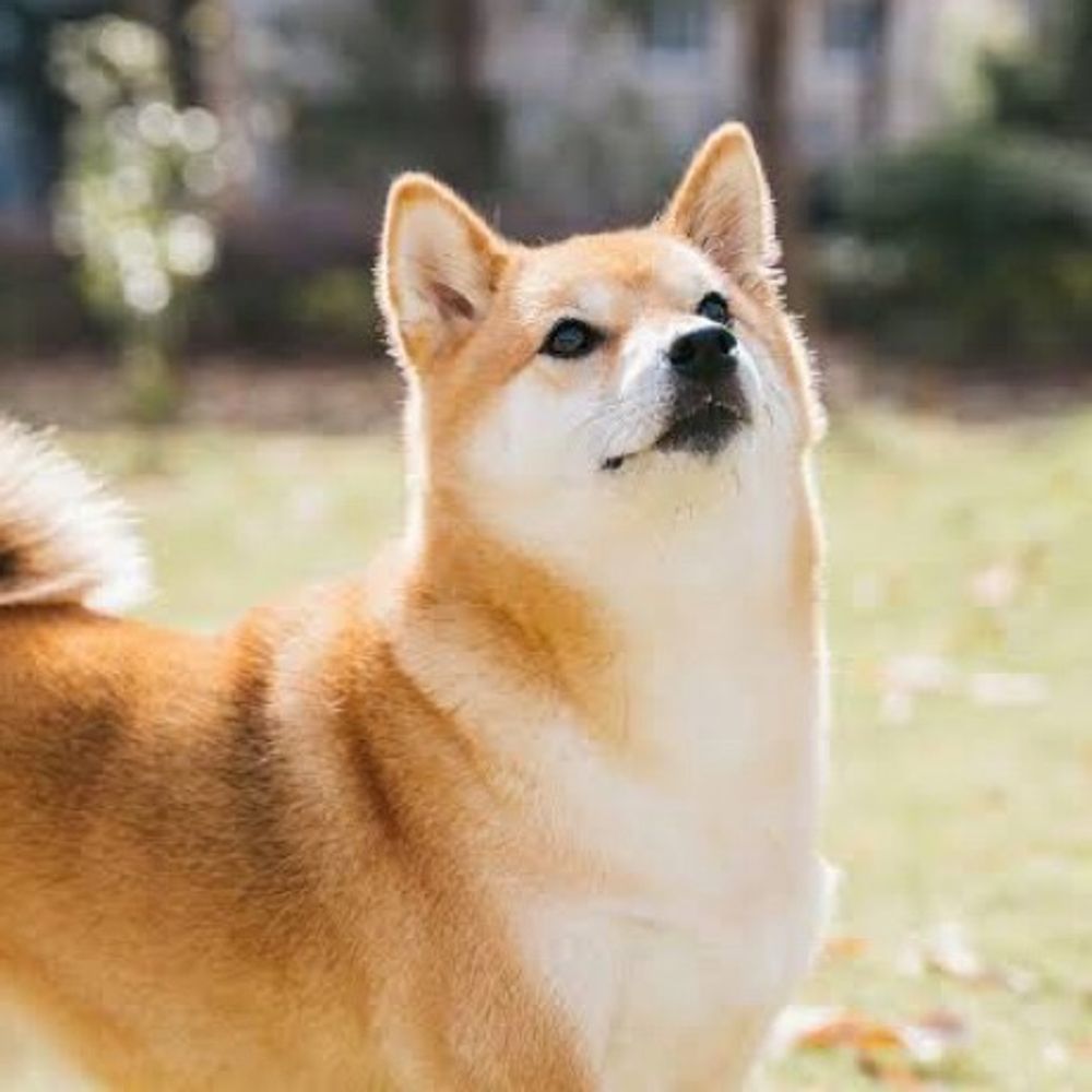まめしば🐶