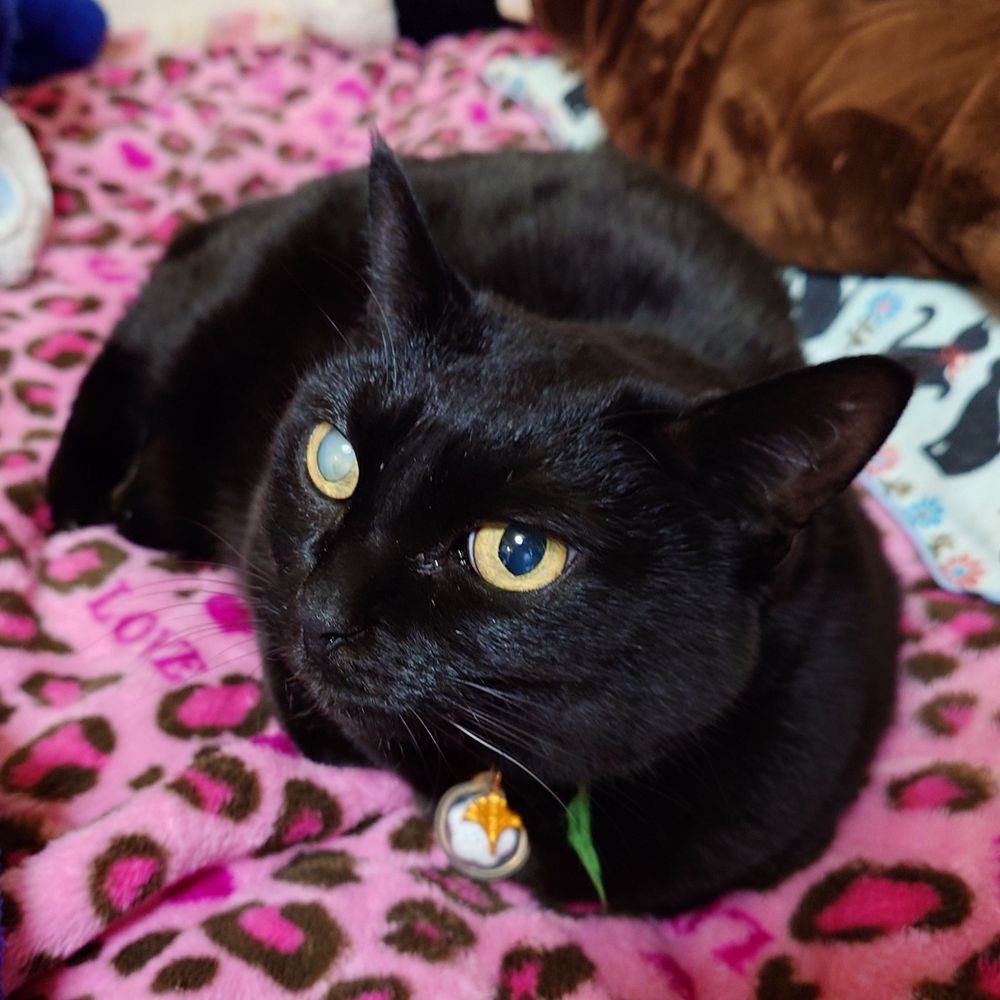 猫鷲