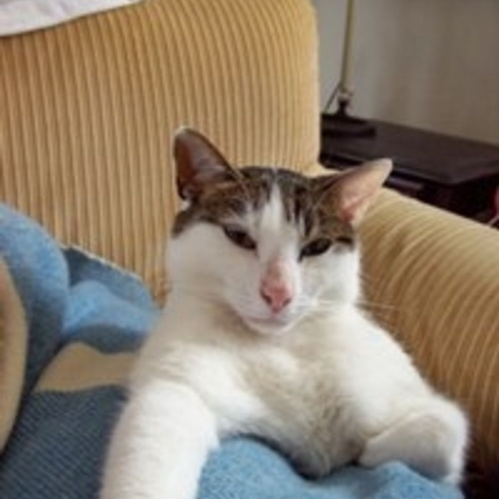 💚 Theo The Cat 💚's avatar
