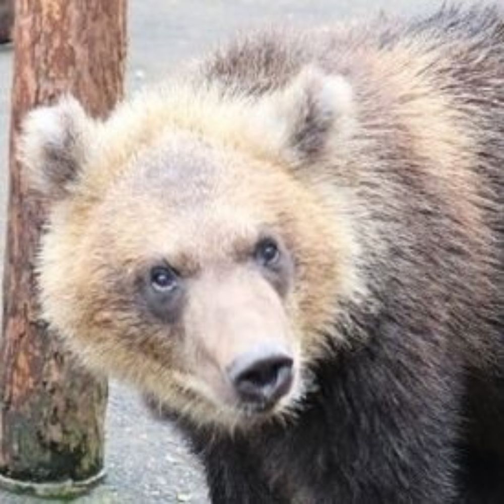 クマたろ
