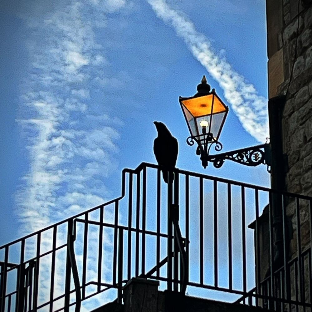 Rabenzart
