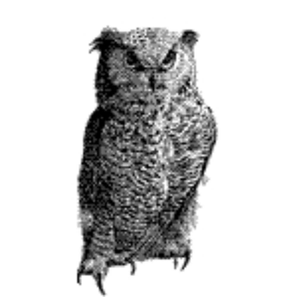 Owly K