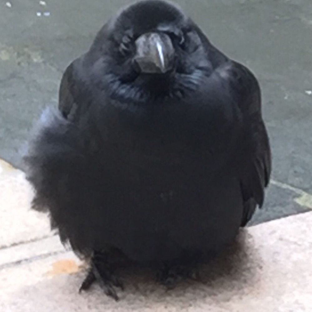 Burb