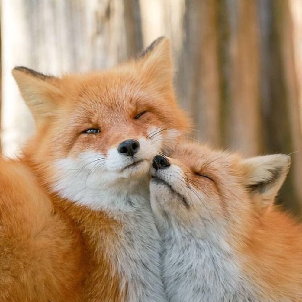 HourlyFoxes