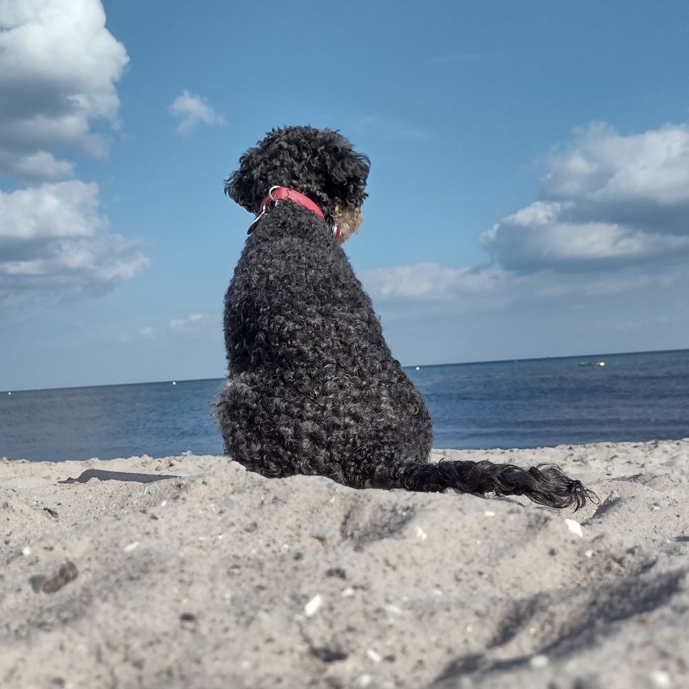 zwetschge79.bsky.social