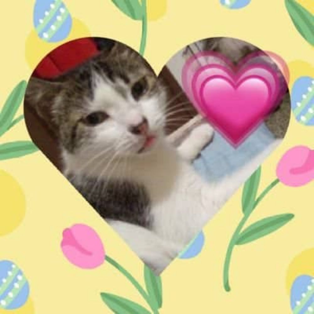 Kitty⁷ ♡아포방포♡