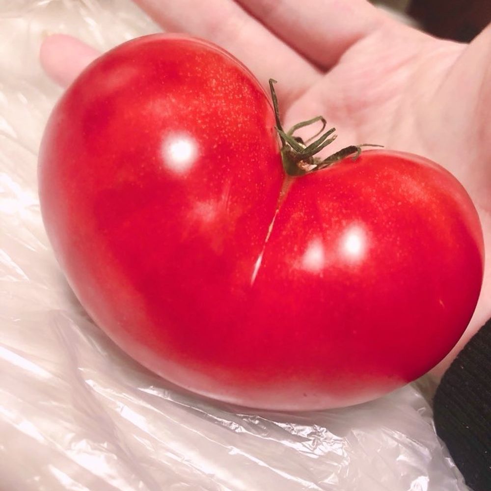 愛、ひとにぎり