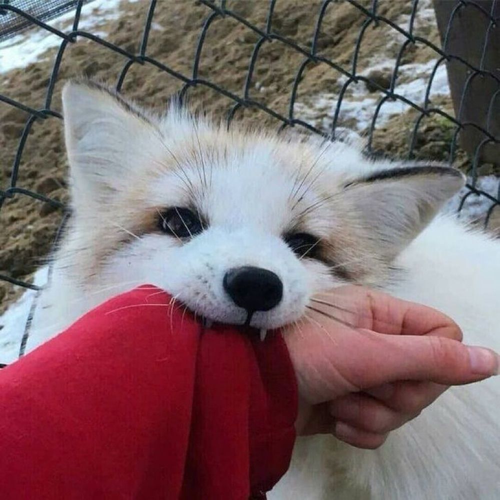 RexxiFox