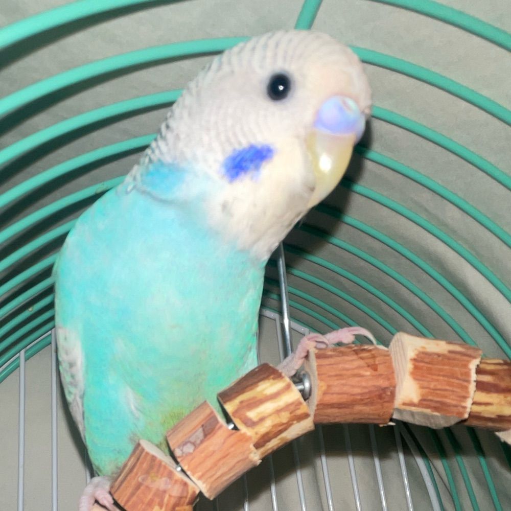 Dr. Wilson Bird