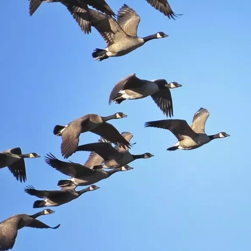 the gaggle