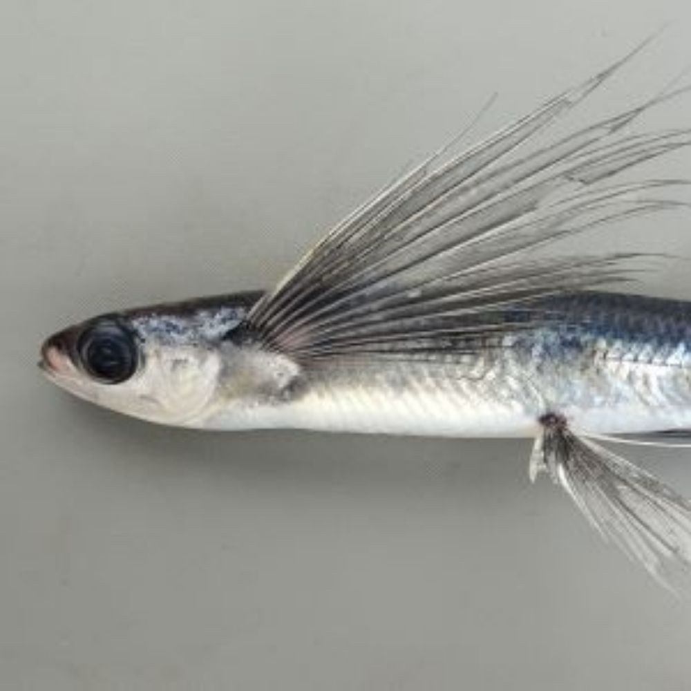 トビウオ🐟️