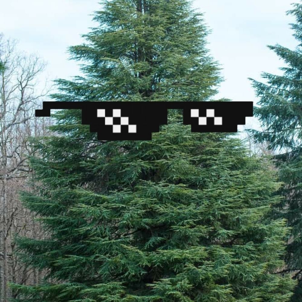 Cedar 🏳️‍🌈🏳️‍⚧️