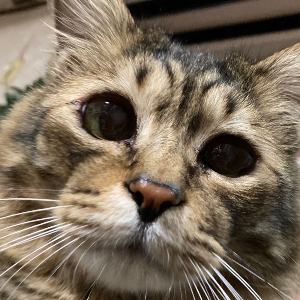 ゆこ🐱クラ愛好家