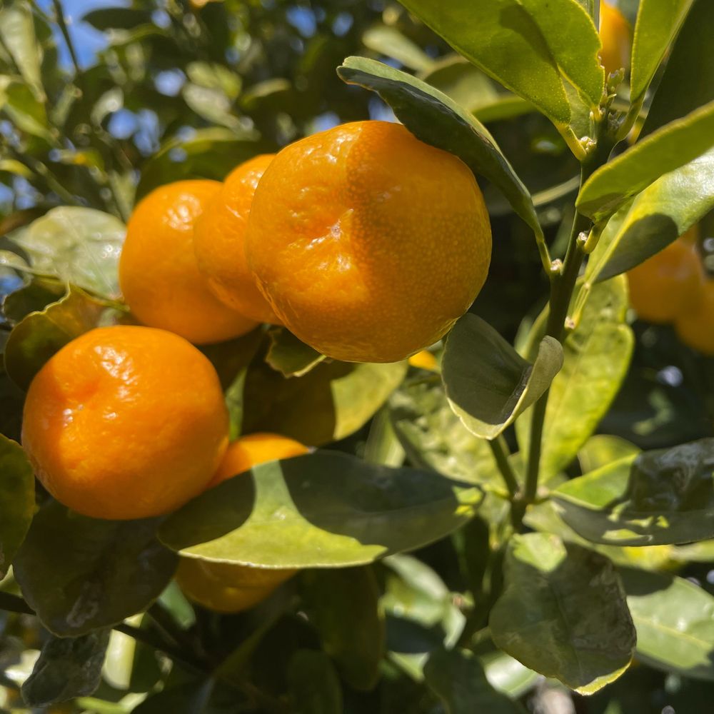 🍊