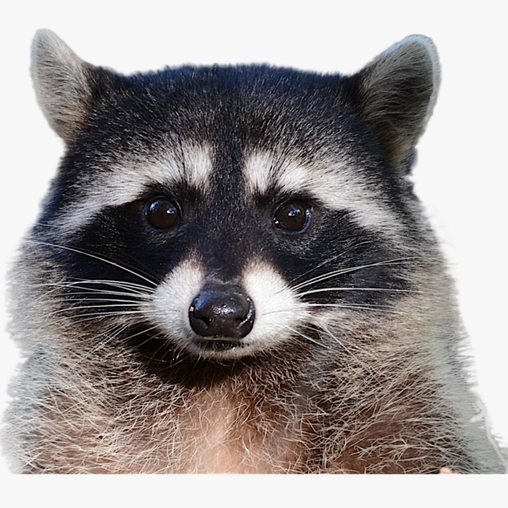 El Mapache