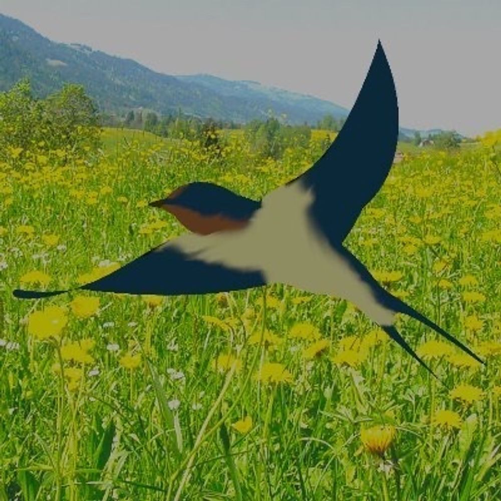 the afterimage of a swallow