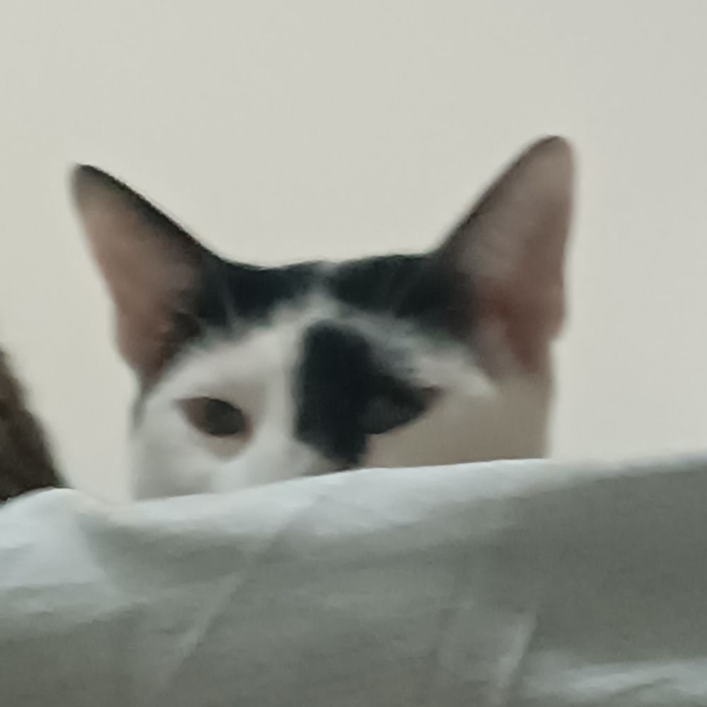 jessie 