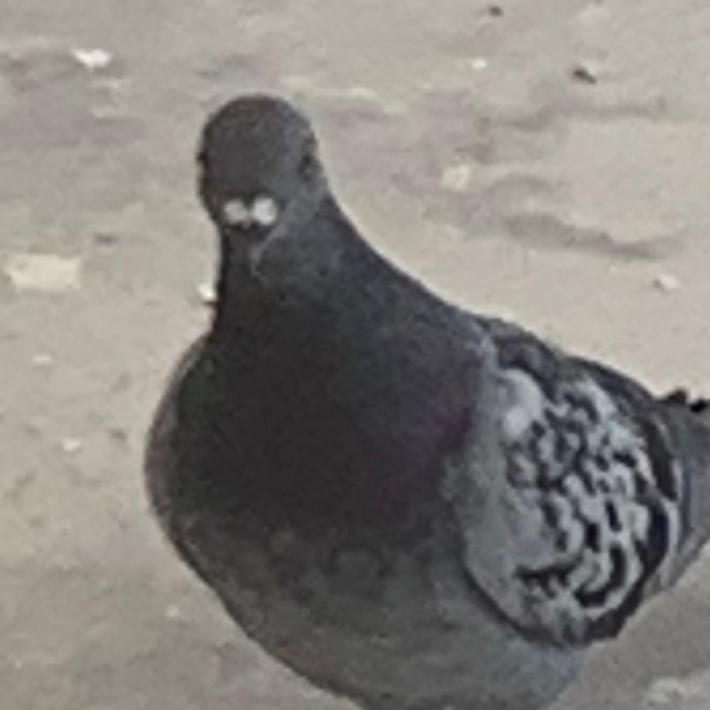 Pigeon 