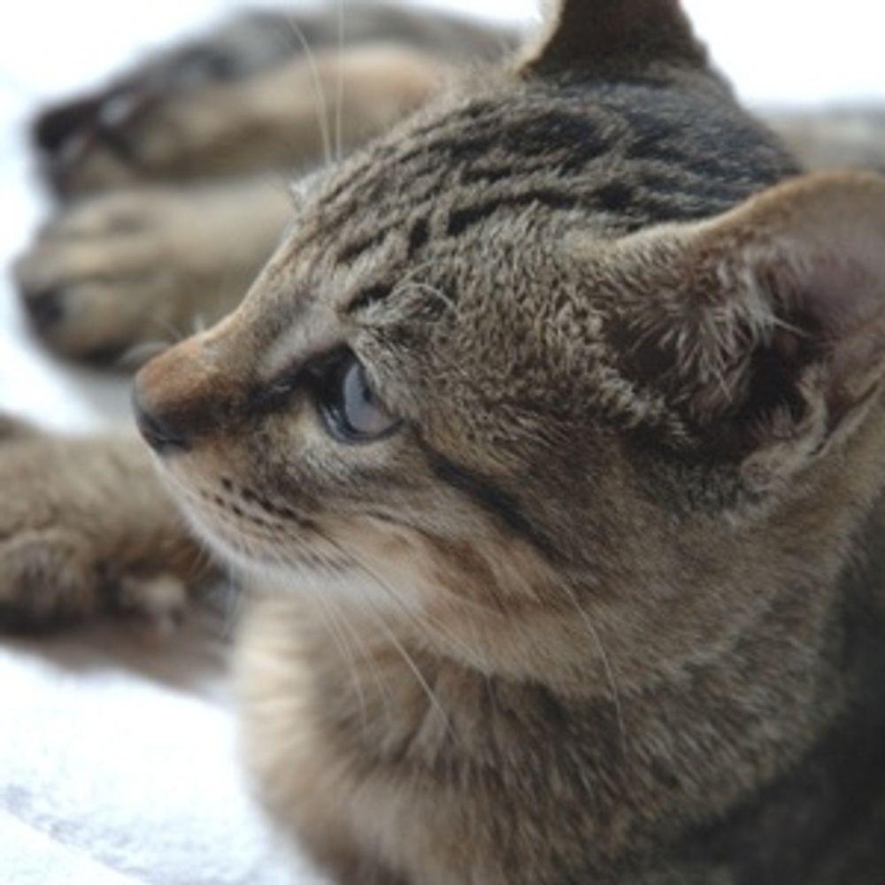 灰猫　タティングレースとチェーンメイル