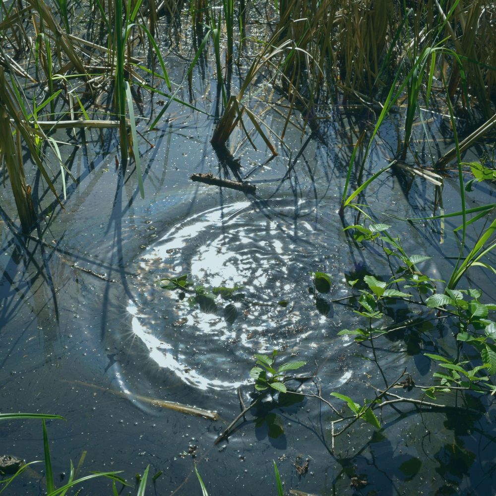 Wetland Project