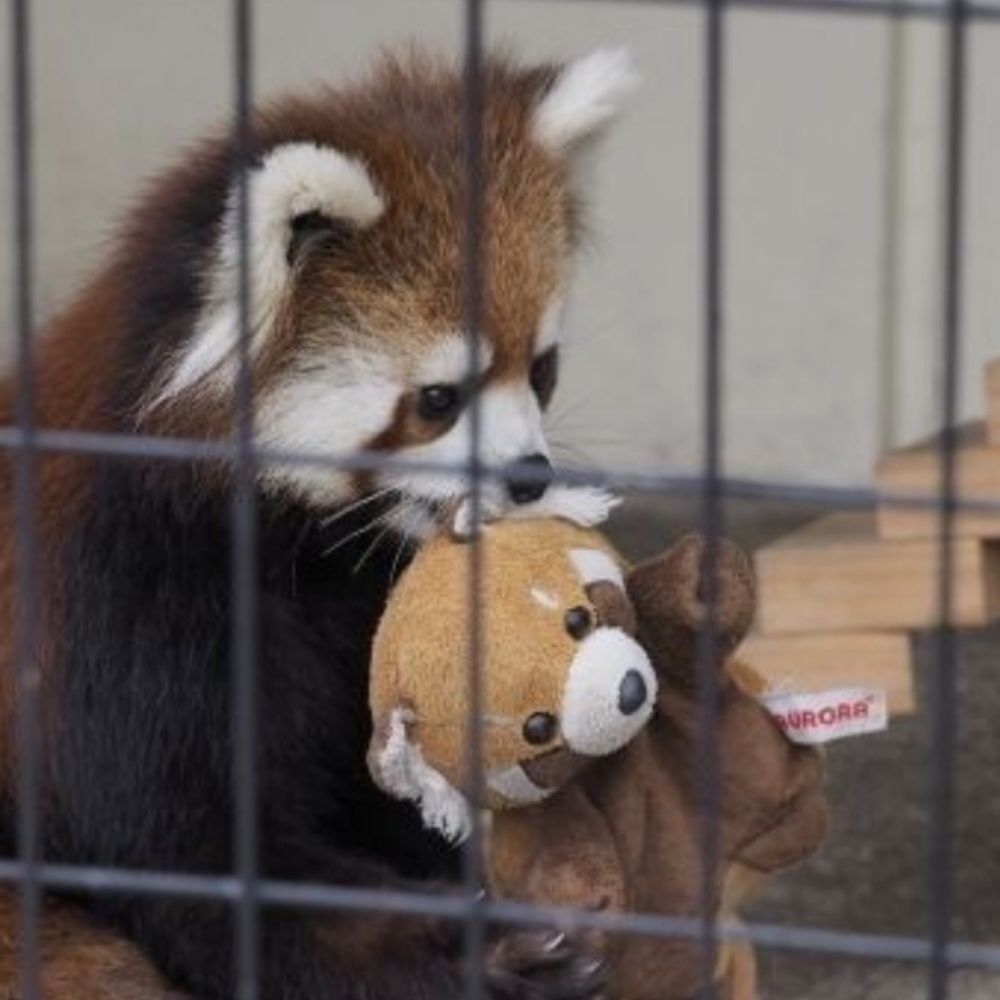 Pin the Panda