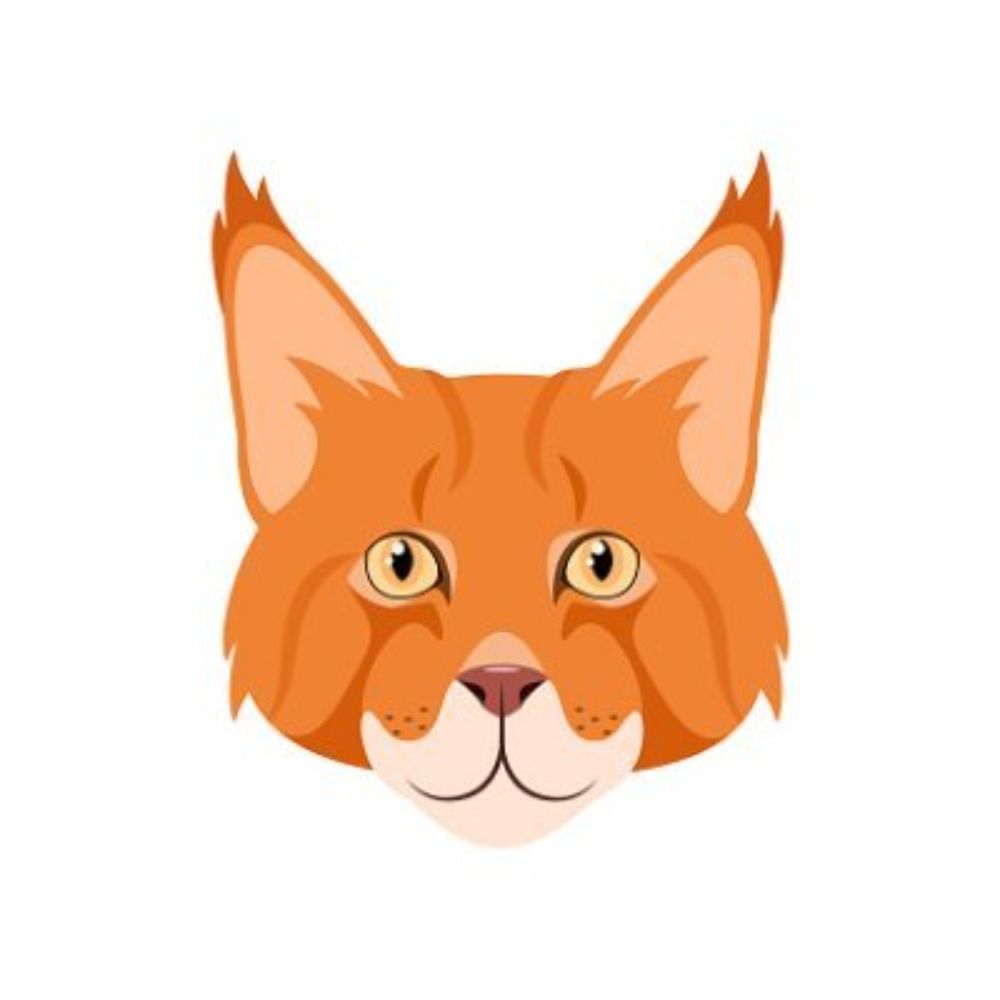 A random cat
