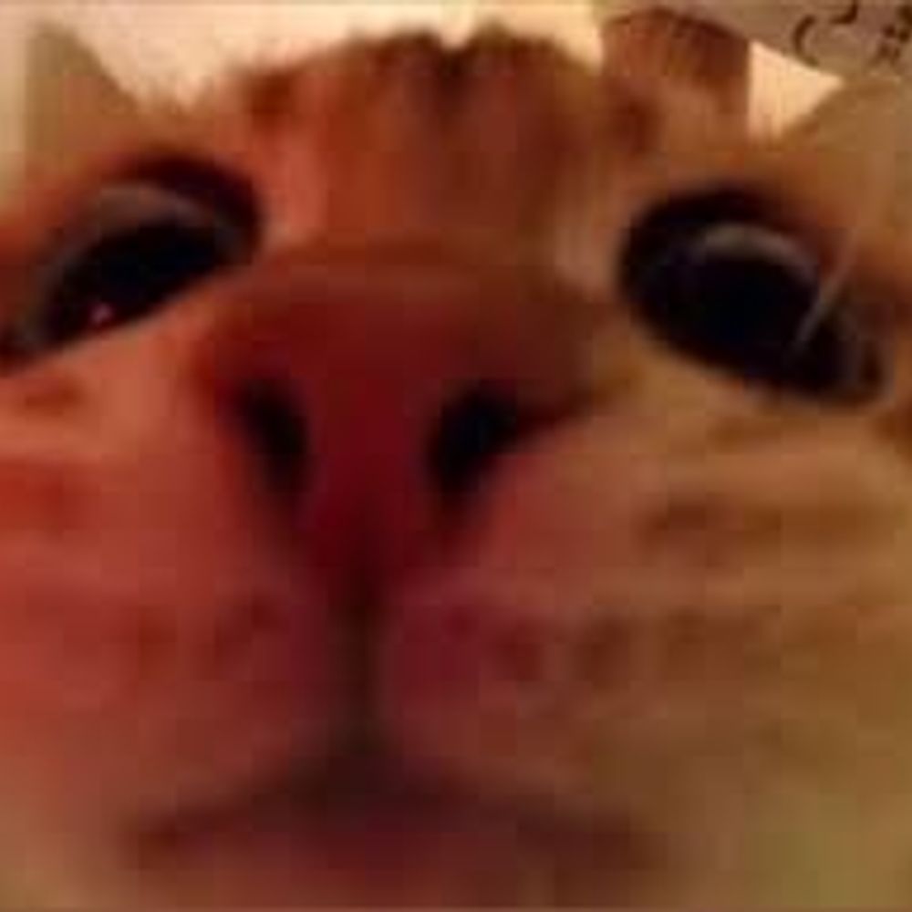 DrawingMeow