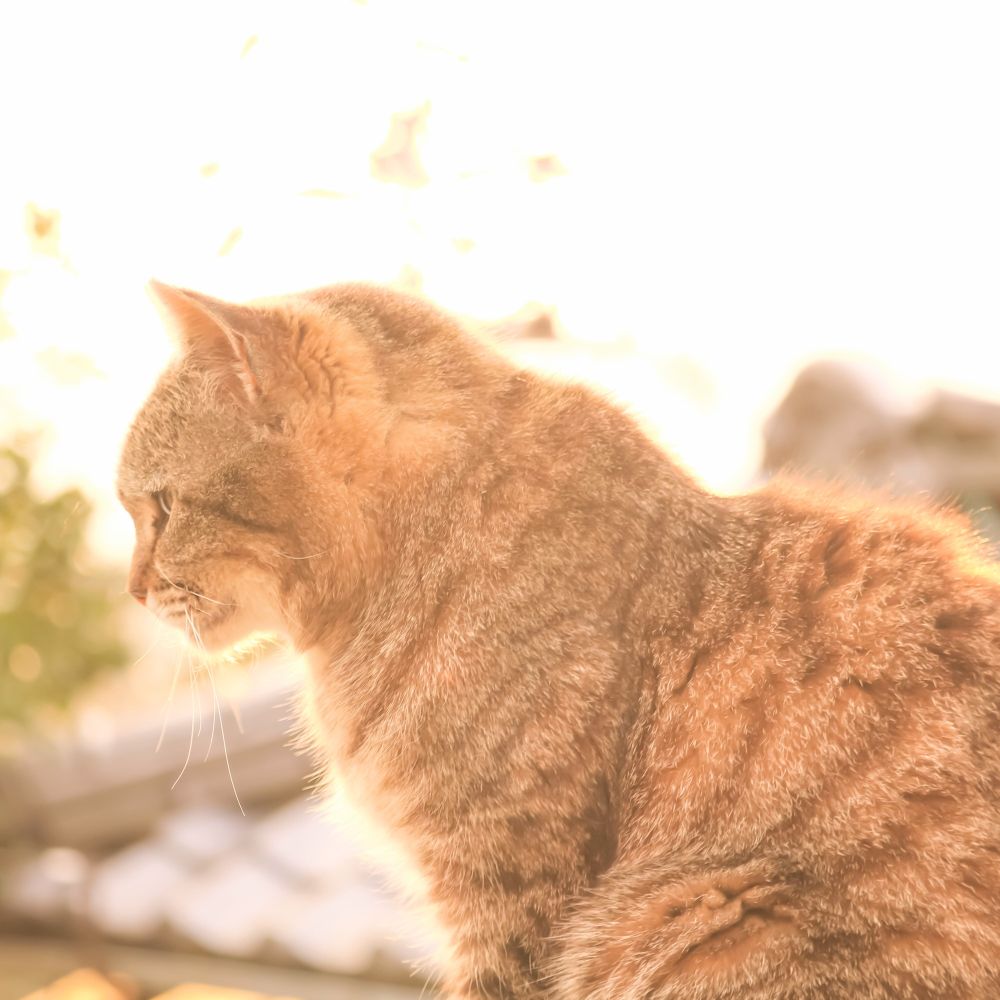 ゆう
