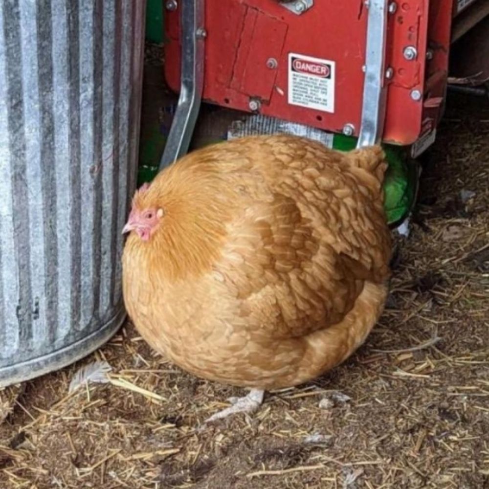 cacau