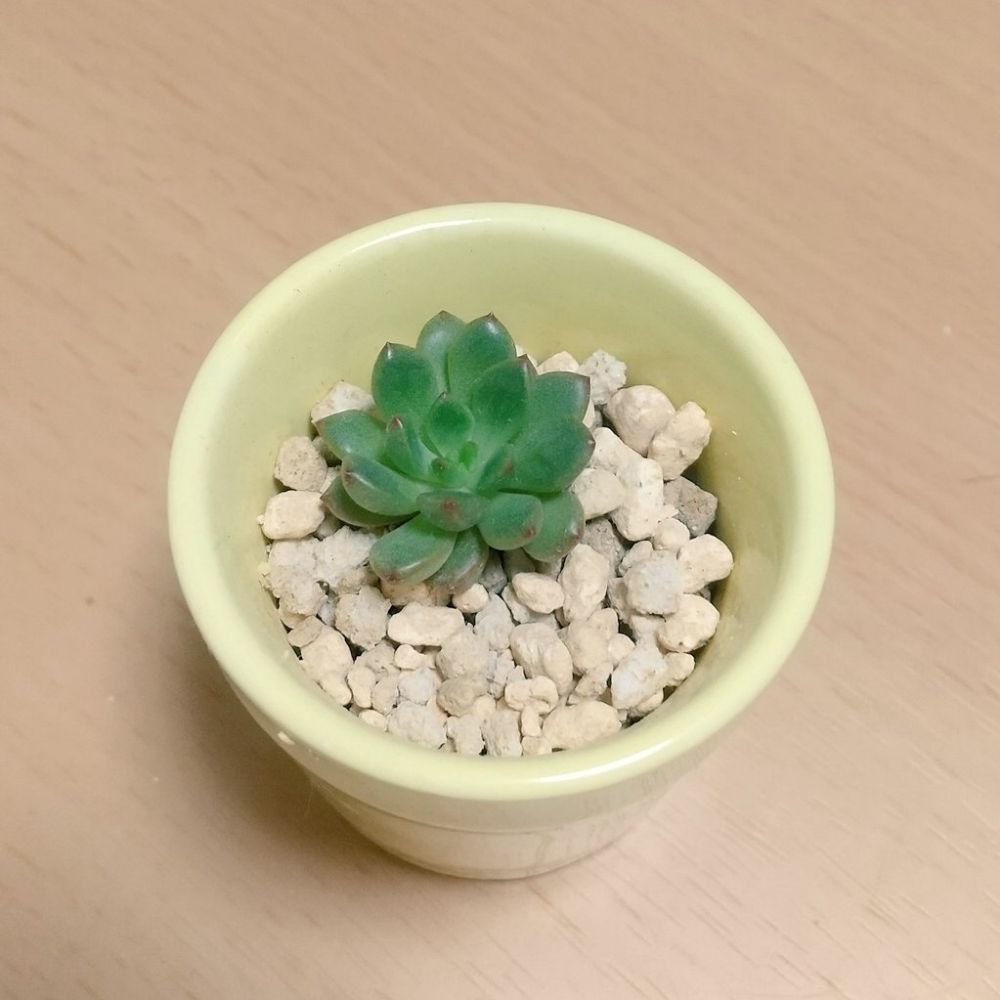 とく馬