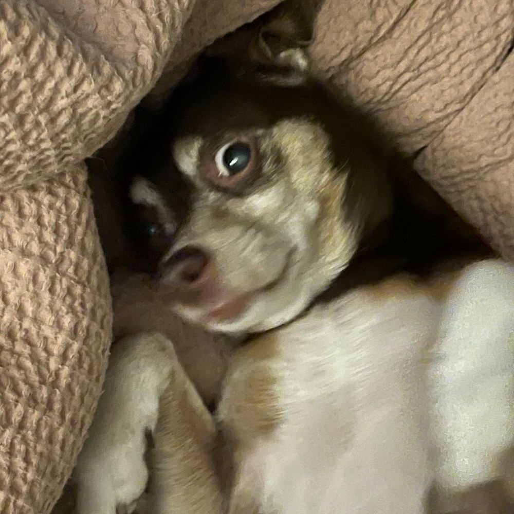 Pete Jr