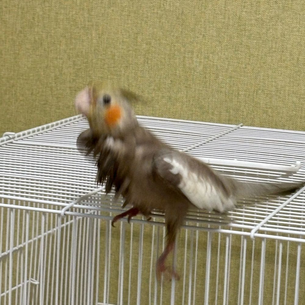 Oa