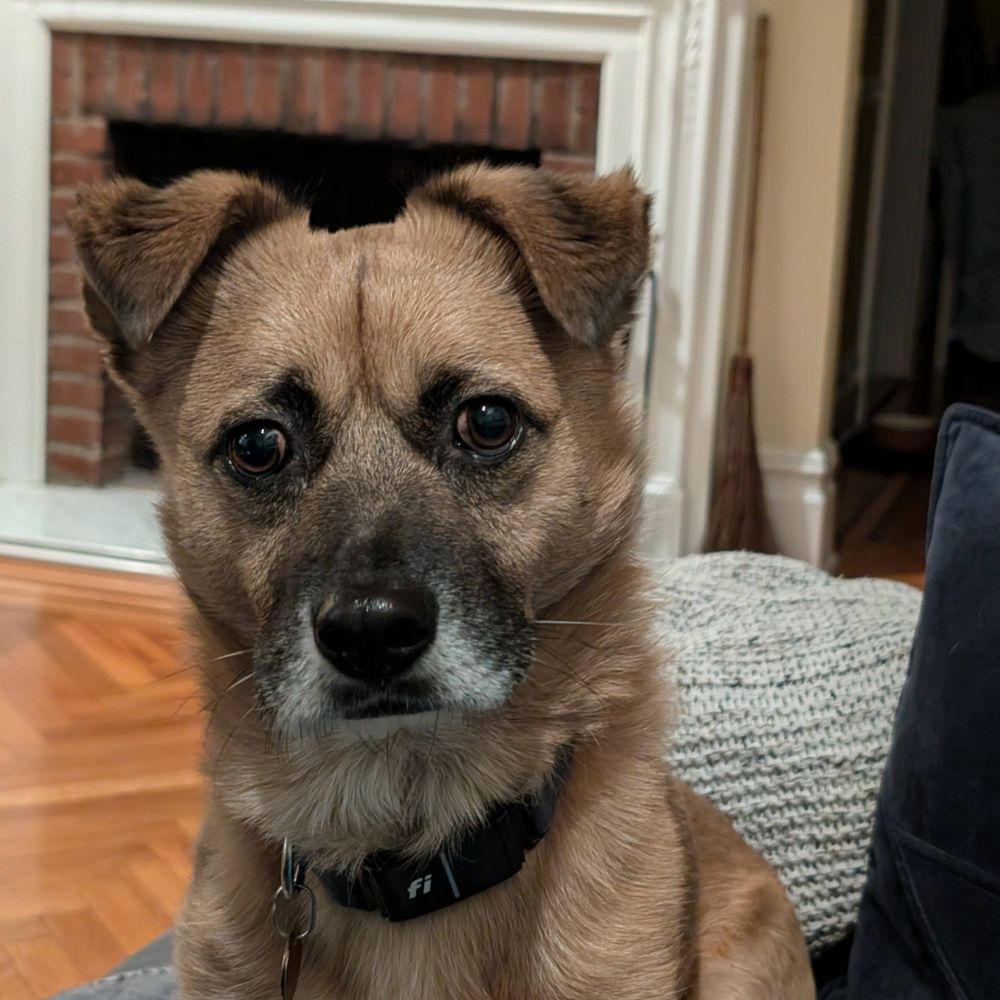 Concerned Dog