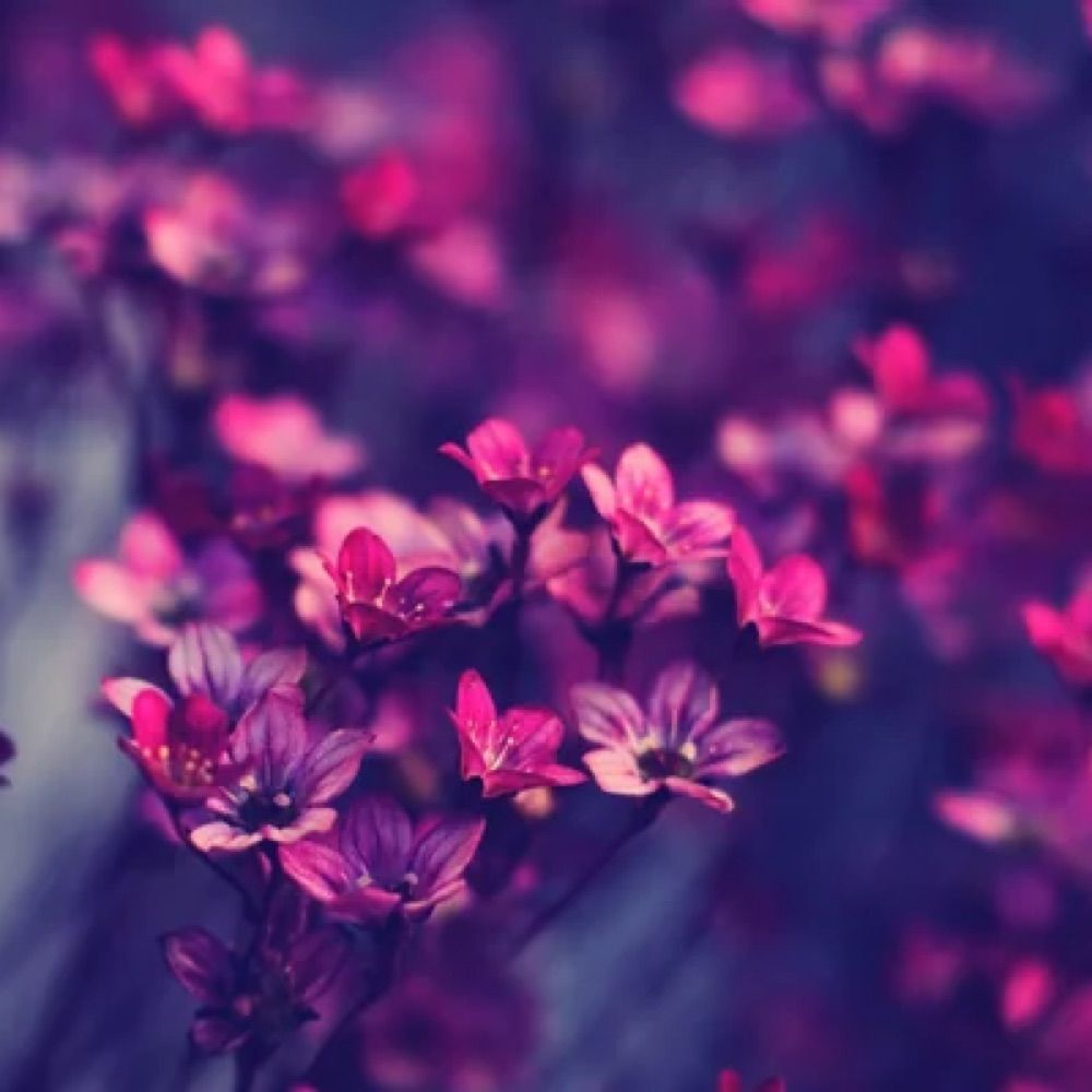 ਦਮਨਵੀਰ 🌺