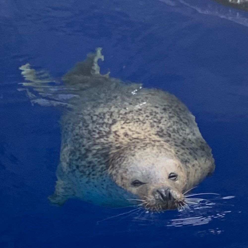 ちっぷちぷ