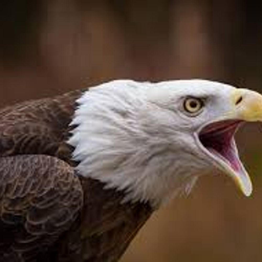 Eaglecore