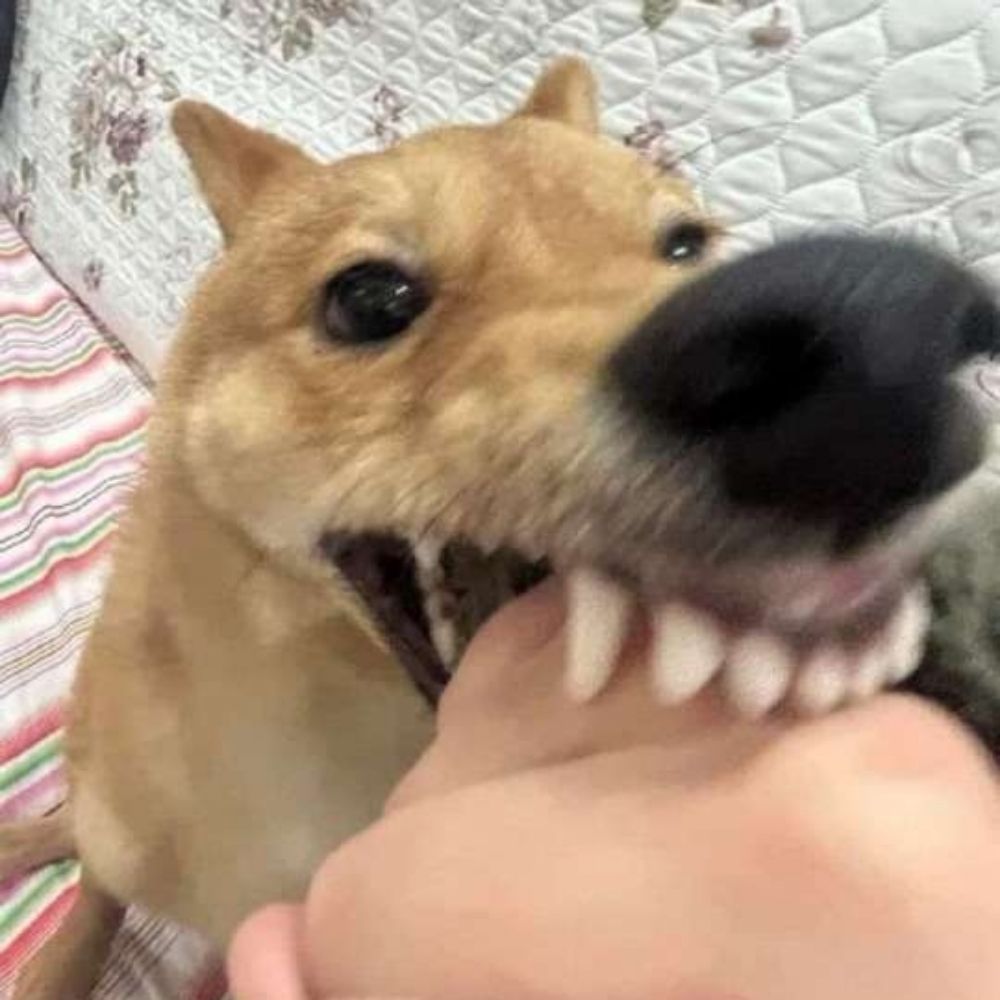 trisn't