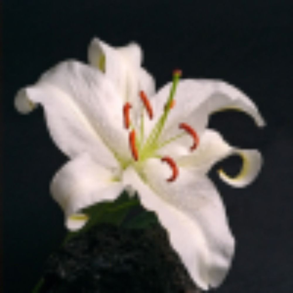 vespertineflora