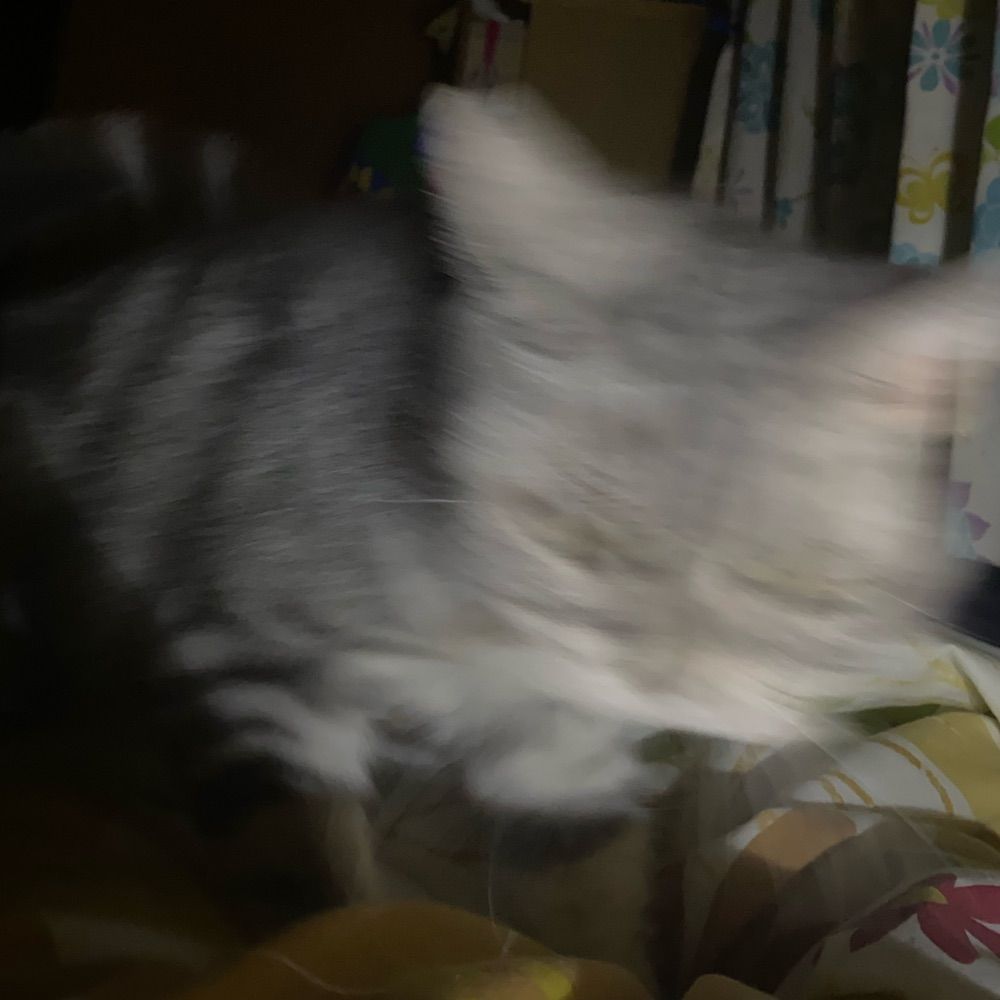 夕貴