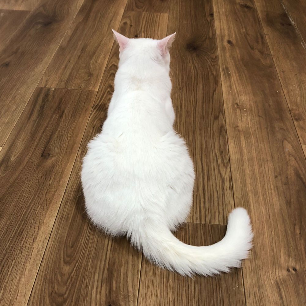 尾山ねこのすけ