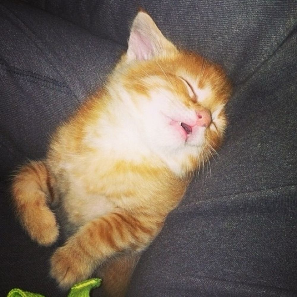 LulzKitten
