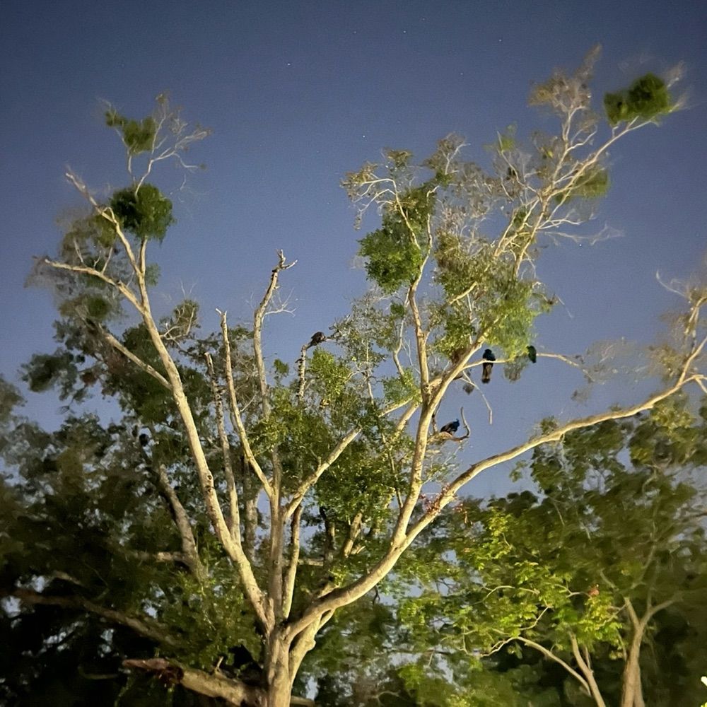 temblequekid.bsky.social